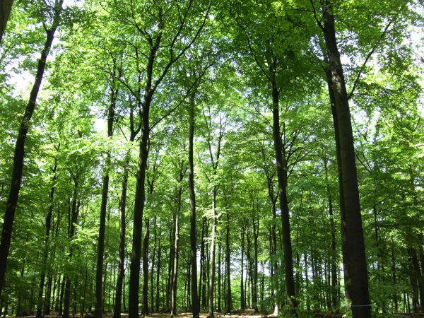 friedwald-sommer friedwald sommer